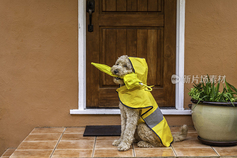 雨天金毛犬散步