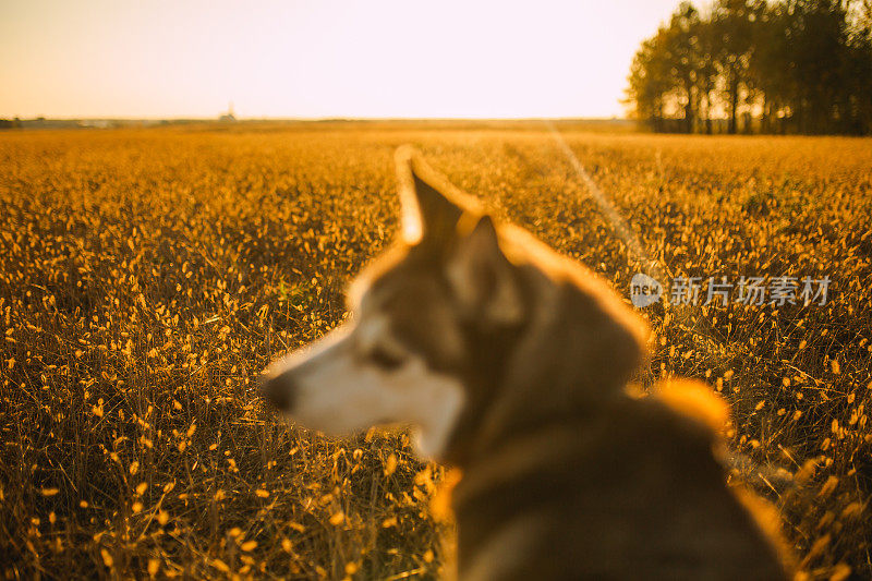 白毛和红毛相间的哈士奇喜欢散步。秋天草地上戴项圈的狗。休闲性质。肖像