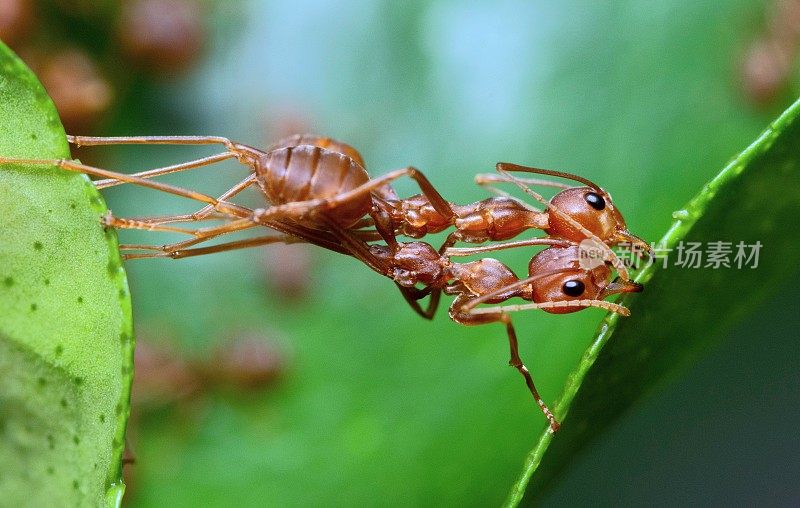 蚂蚁咬树叶筑巢——动物行为。