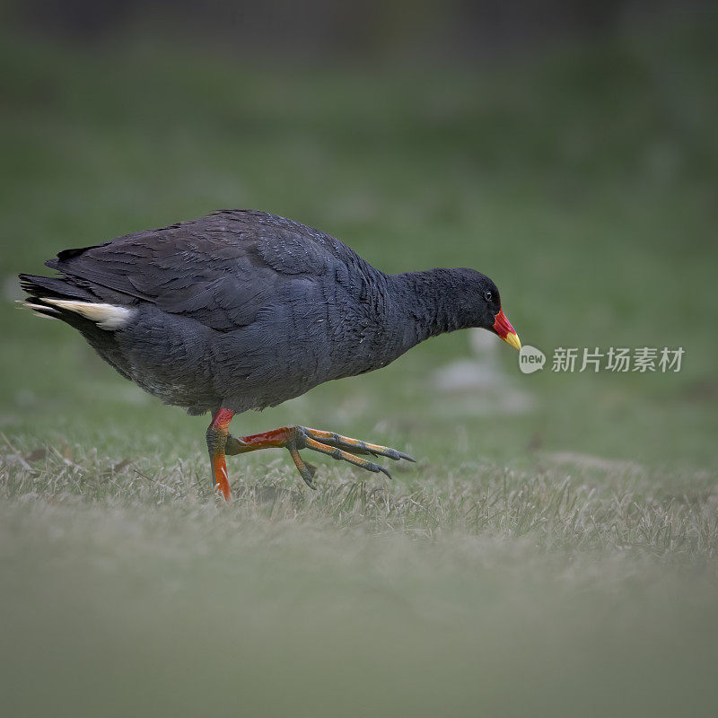 暗色的穆伦（加里努拉特内布罗萨）