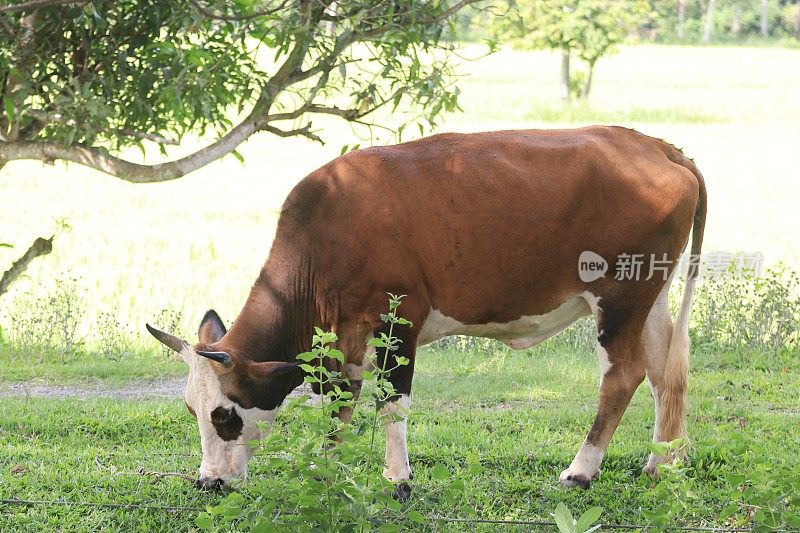 田野上的一头牛