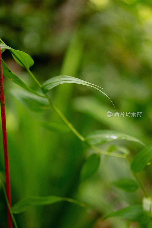 郁郁葱葱的绿色植物在热带丛林森林马来西亚槟城岛