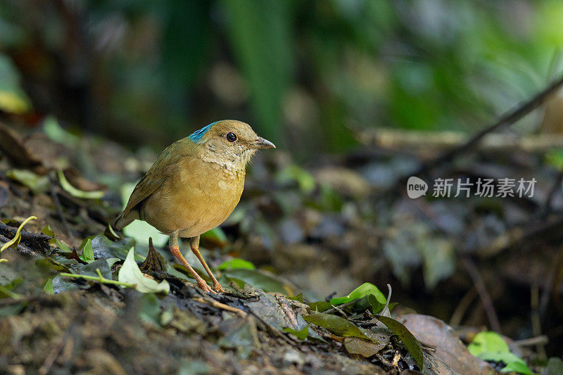 皮塔鸟:成年雄性蓝枕皮塔鸟(nipalensis)。
