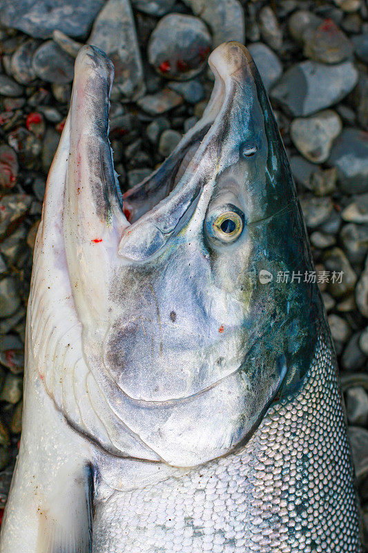 阿拉斯加科迪亚克的银鲑鱼