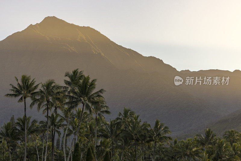 傍晚时分，在哈纳雷湾，一棵以山为背景的棕榈树。