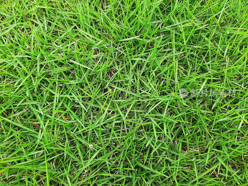韩国草坪草(结缕草)，绿色草坪背景