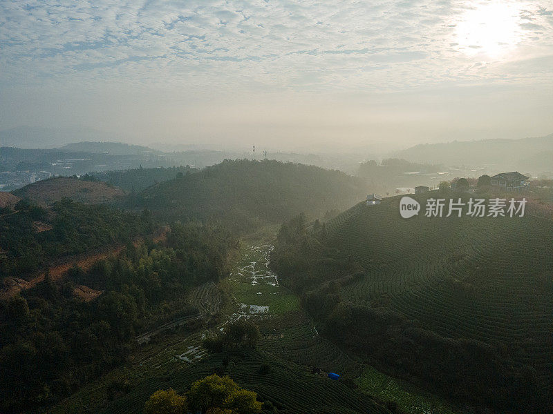 樱桃有机茶山鸟瞰图