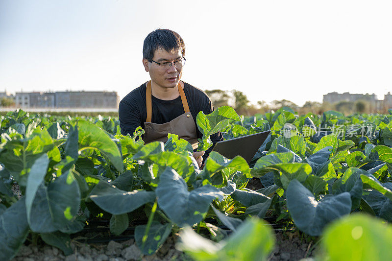 一名男性农学家用一台笔记本电脑在油菜籽地里工作