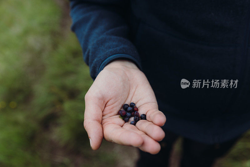 男子在罗浮敦群岛徒步旅行时捡起蓝莓