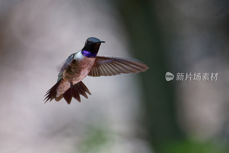 Black-chinned蜂鸟