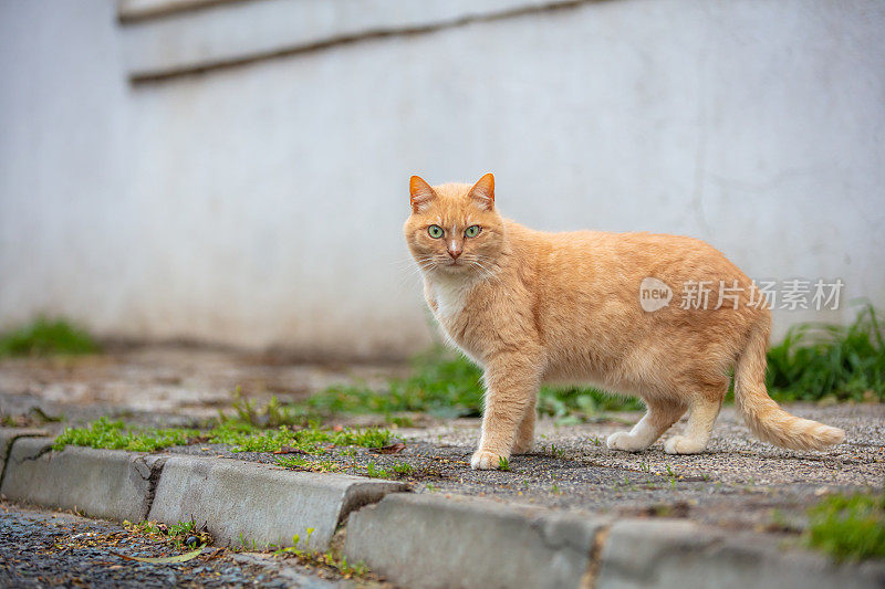 姜黄色流浪猫。