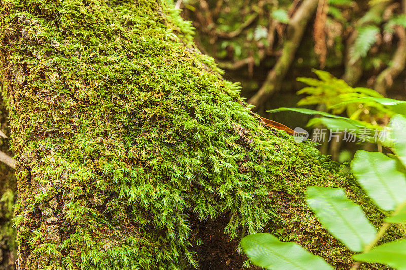 雨林场景中，苔藓覆盖着树木