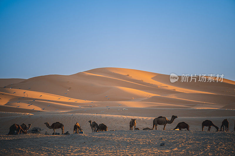 清晨一群撒哈拉沙漠背景的骆驼