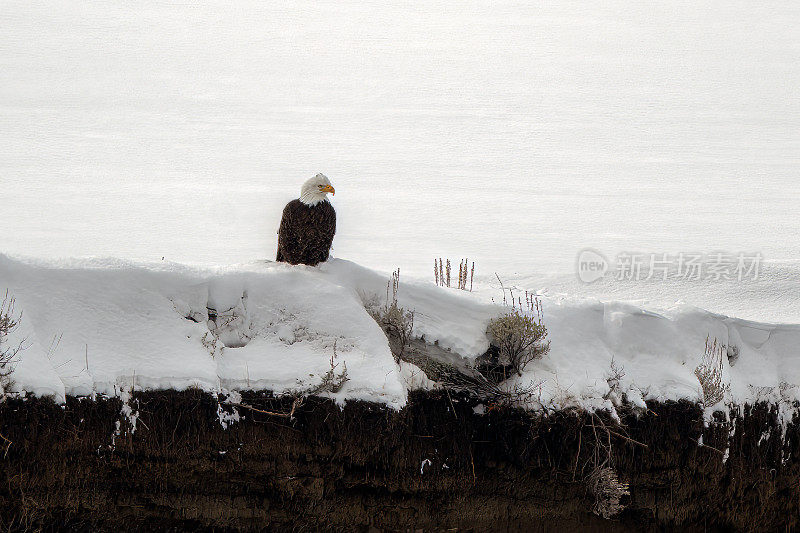 白头鹰坐在拉马尔河边的雪中寻找鱼