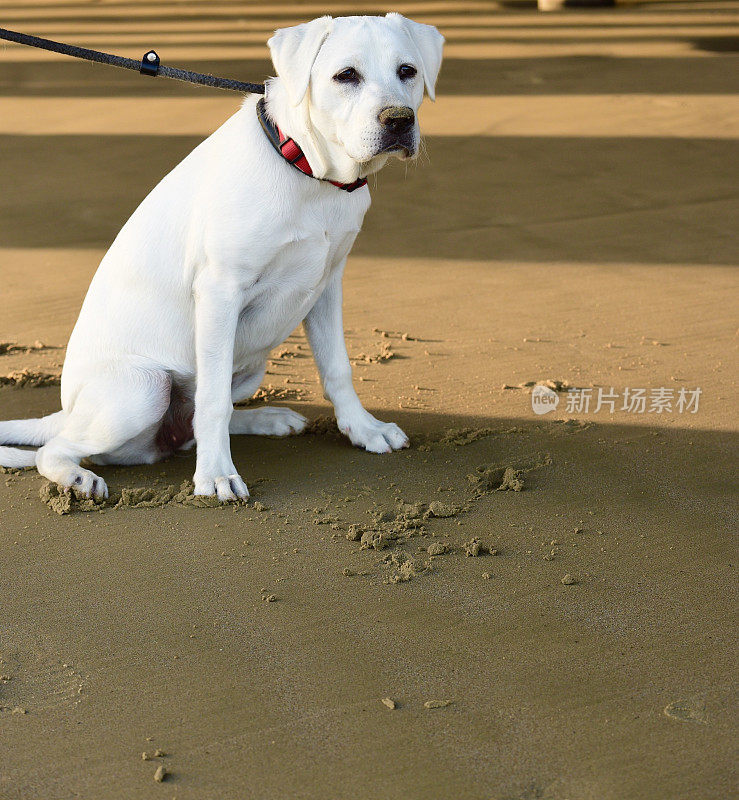 拉布拉多猎犬小狗