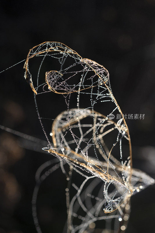 恐怖的蜘蛛网，孤立的背景，自然