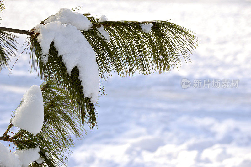 冬天青松枝上的雪