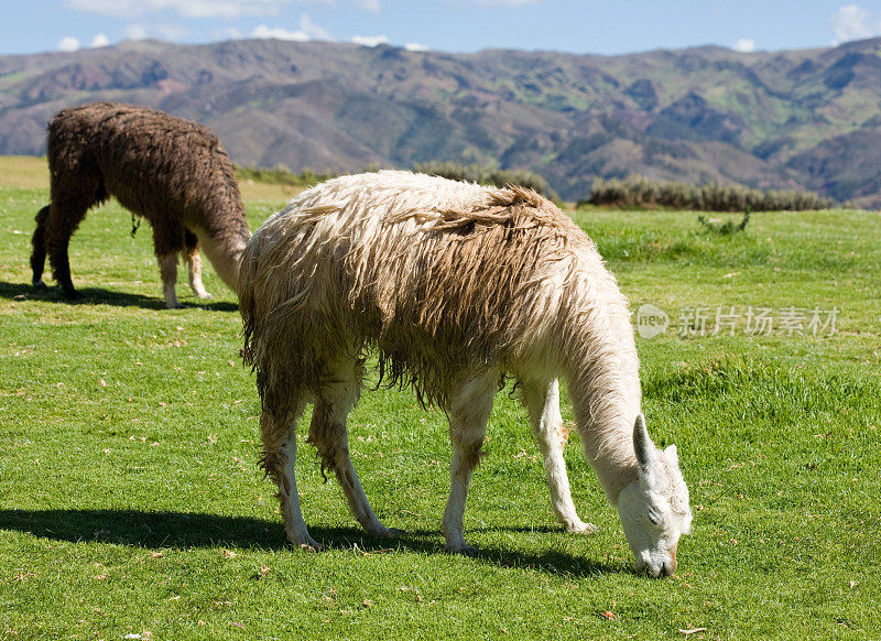 羊驼在秘鲁