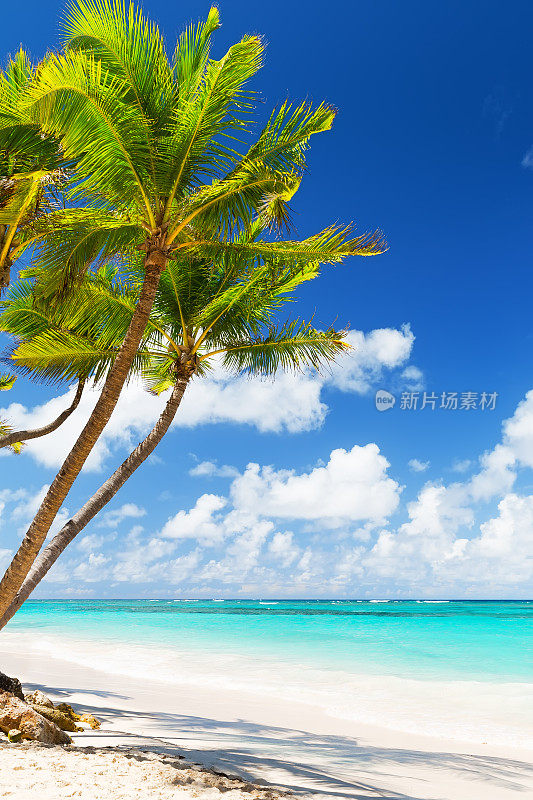 白色沙滩上的椰子树