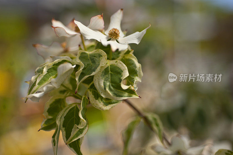 开花山茱萸