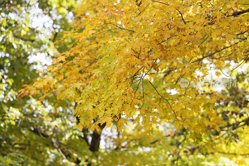 秋天的金色枫树