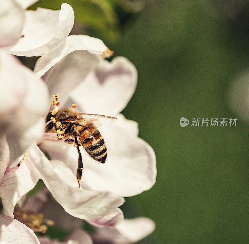 蜜蜂给苹果花授粉