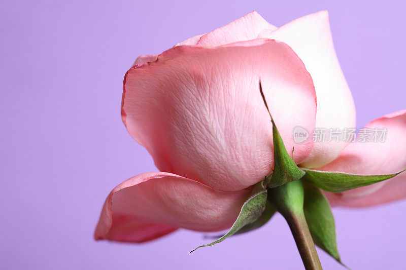 单瓣粉红色玫瑰色花，紫色底色