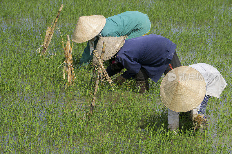 越南稻田工人手工种植水稻