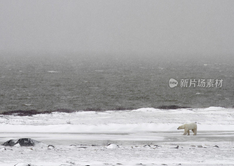 北极熊在哈德逊湾附近的暴风雪中