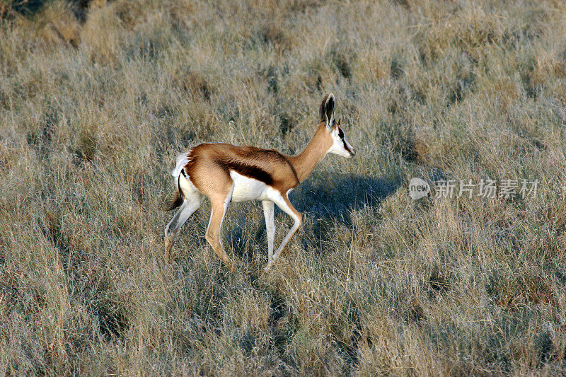 纳米比亚:纳米比亚自然保护区的跳羚