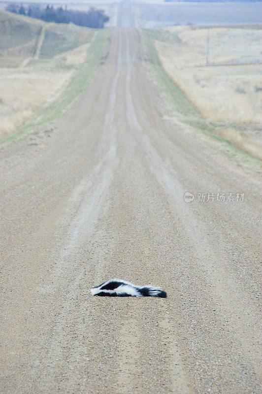 死臭鼬