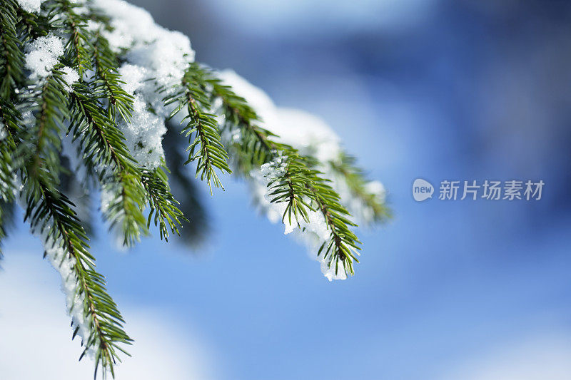 白雪覆盖的松树前面的蓝色背景