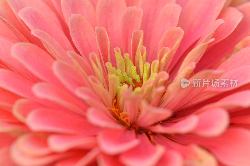 Zinnia在宏观