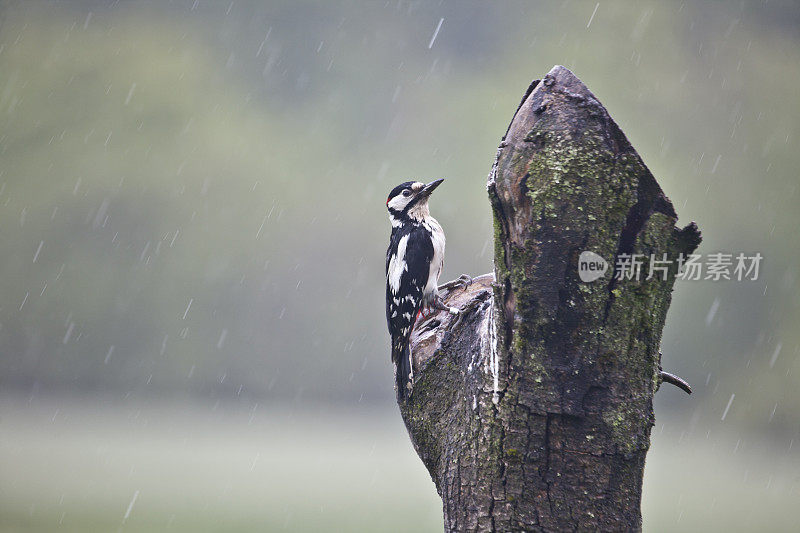 在树桩上的大斑啄木鸟(大斑啄木鸟);雨天