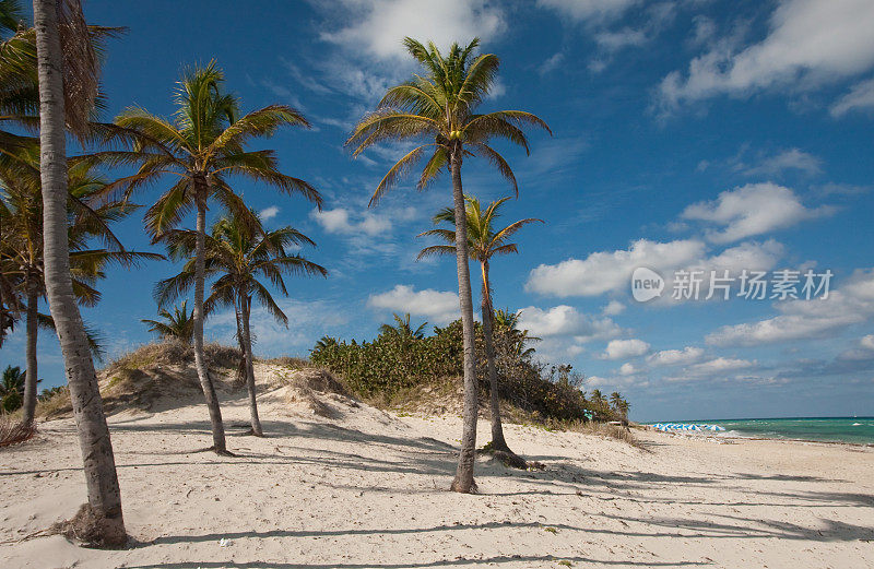 古巴哈瓦那的海滩景观和棕榈树