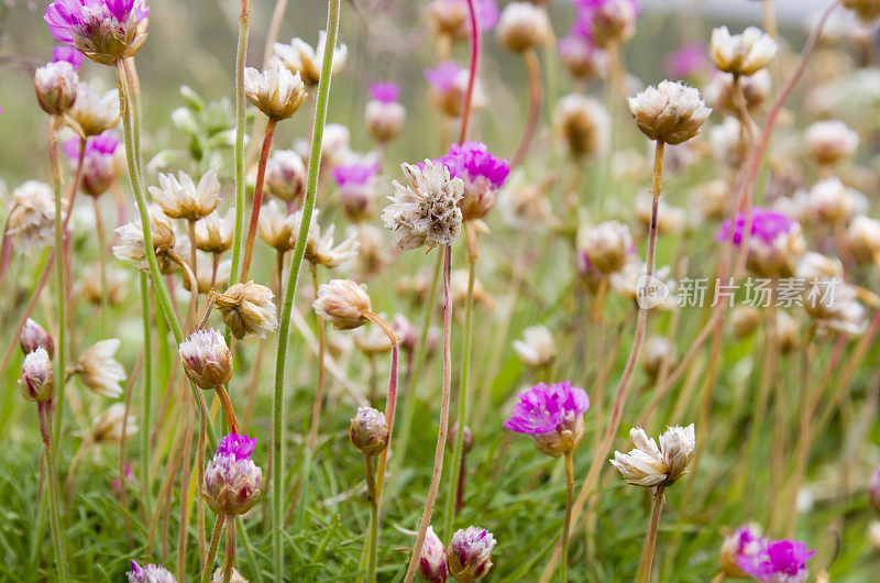 海粉节俭(美洲海洋)