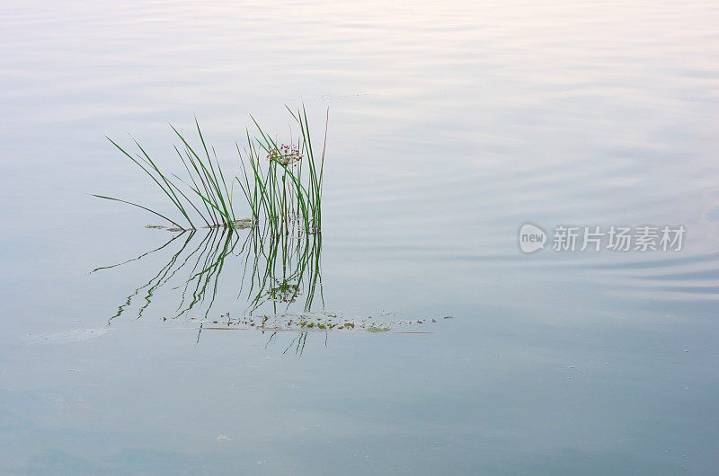 里德水面