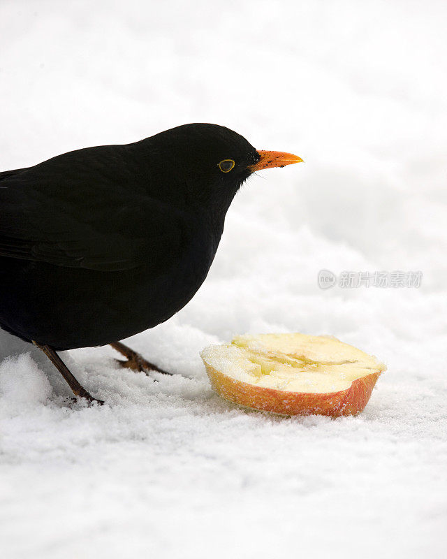 雪中的黑鸟