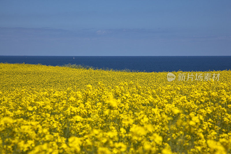 油菜田水平线之上