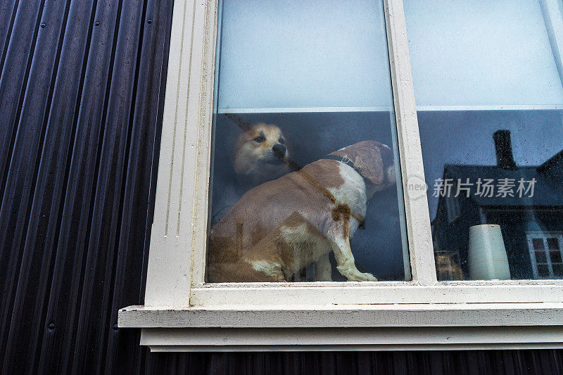 两只狗在窗户里，一只往外看