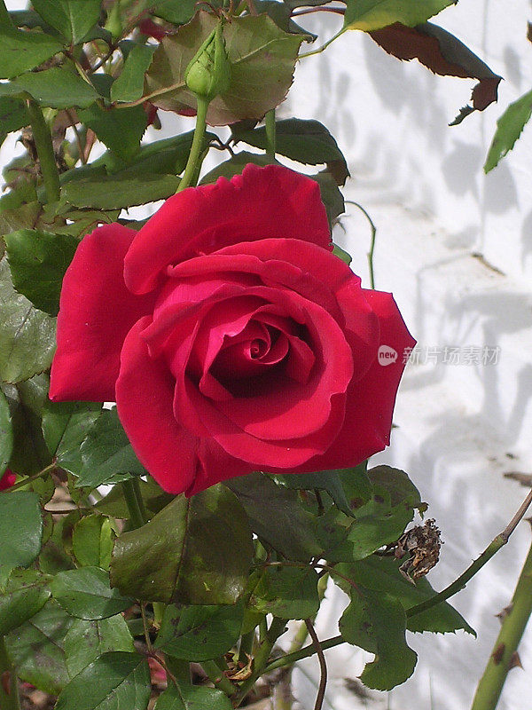 2004年阿灵顿公墓玫瑰