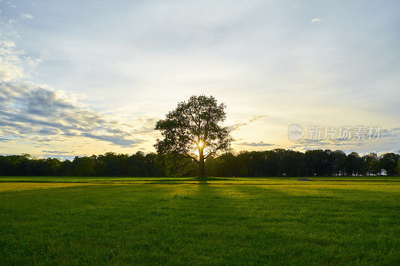 日落时田野里的一棵大橡树。