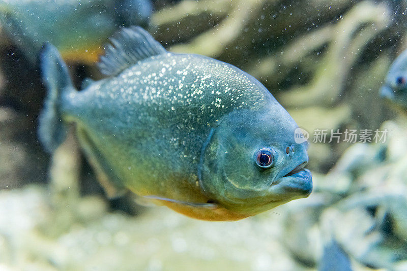 一个热带食人鱼在水族馆环境水下的特写