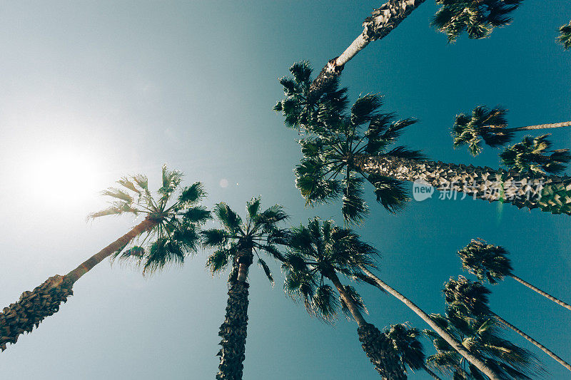 加州的棕榈树