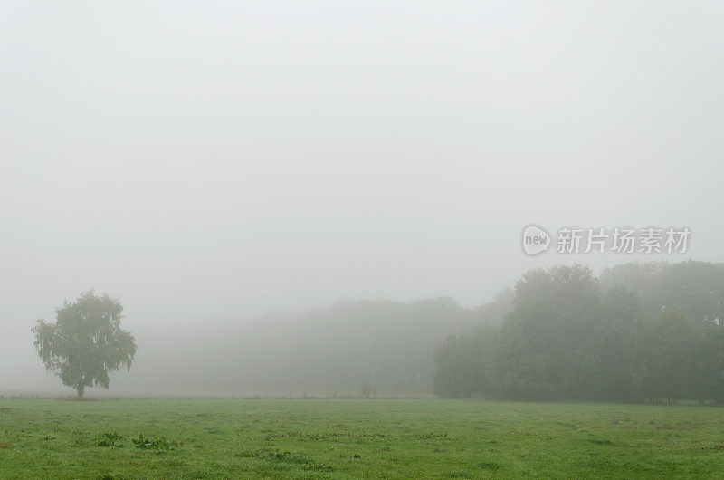 乡村的早晨有雾又有雨