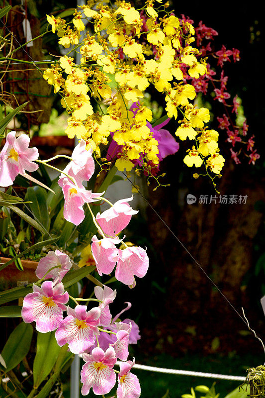 异国情调的兰花花朵