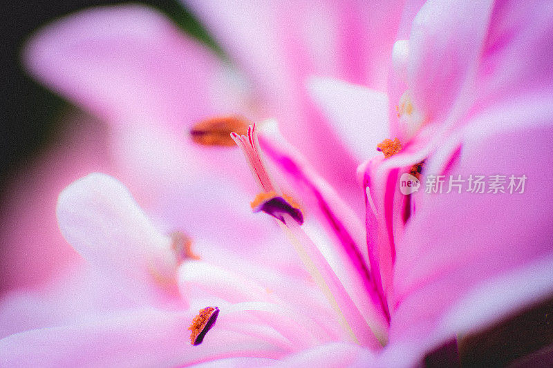 美丽的微距图像软粉色日本百合花特写