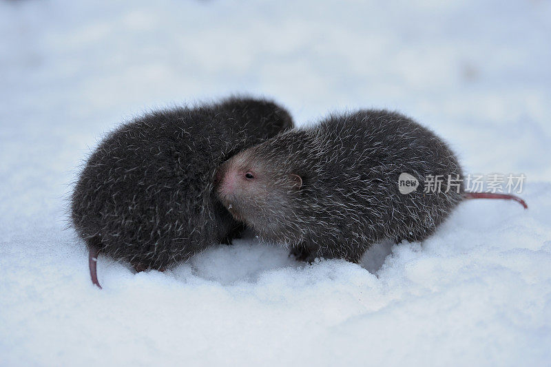 雪中的竹鼠