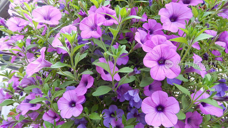 垂篮中拖曳的紫色牵牛花，牵牛花的花朵