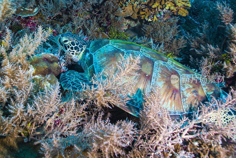 绿海龟或玳瑁海龟-帕劳
